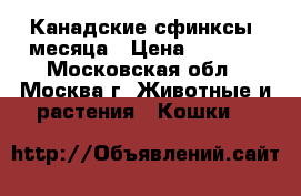 Канадские сфинксы 4месяца › Цена ­ 8 000 - Московская обл., Москва г. Животные и растения » Кошки   